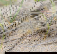 Manning Entrance State Park - Tourism Cairns