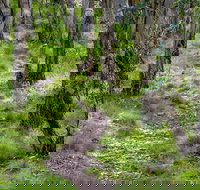 Mount Canobolas State Conservation Area - Tourism Cairns