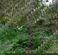 Nature Walking Track - Tourism Cairns