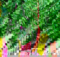 Purple Pear Farm - Tourism Cairns