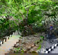 Rainforest Loop Walk Budderoo National Park - Tourism Cairns