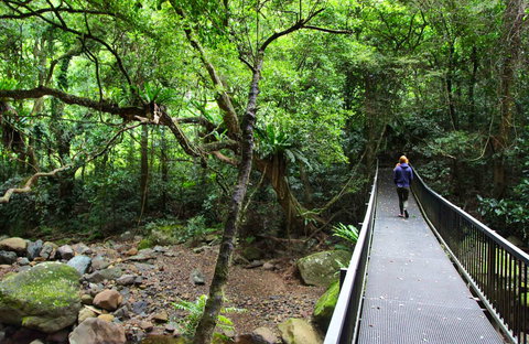Rainforest Loop Walk, Budderoo National Park - Tourism Cairns 0