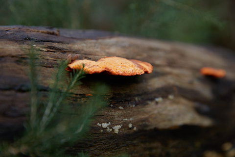 The Briars Park Walking Trails - Tourism Cairns 1