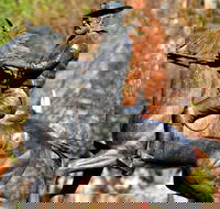 Thunderbolt's Statue and Constable Walker Memorial - Tourism Cairns