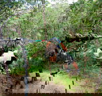 TreeTop Challenge - Tourism Cairns
