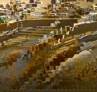 Wagga Wagga Livestock Marketing Centre - Tourism Cairns