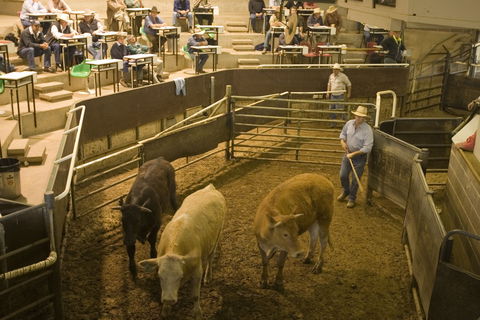 Wagga Wagga Livestock Marketing Centre - Tourism Cairns 0