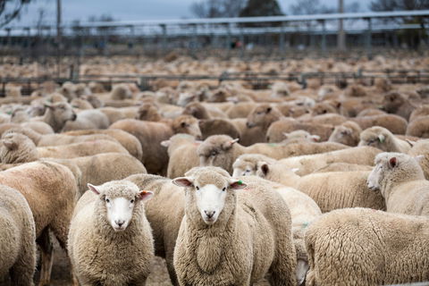 Wagga Wagga Livestock Marketing Centre - Tourism Cairns 1