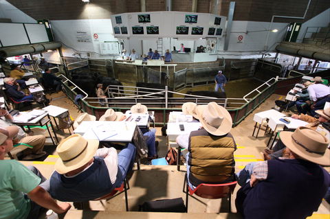 Wagga Wagga Livestock Marketing Centre - Tourism Cairns 2