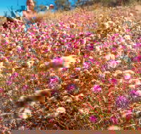 Wineries and Wildflowers - Tourism Cairns