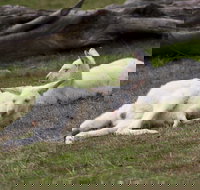 Yarra Valley Nocturnal Zoo - Tourism Cairns