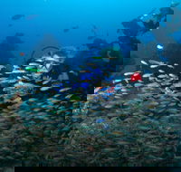 Aarhus Dive Site - Tourism Cairns