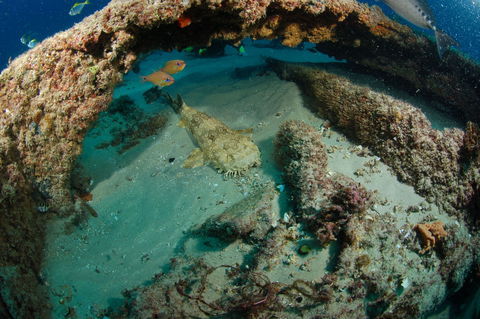 Aarhus Dive Site - Tourism Cairns 2