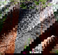 Ancient Empire Walk Valley of the Giants - Tourism Cairns