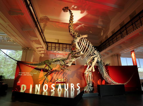 Australian Museum - Tourism Cairns 2