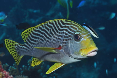 Beaver Reef Dive Site - Tourism Cairns 0