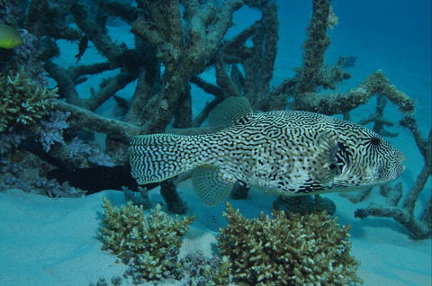 Beaver Reef Dive Site - Tourism Cairns 1