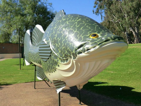 Big Murray Cod - Tourism Cairns 0