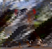 Bonorong Wildlife Sanctuary - Tourism Cairns