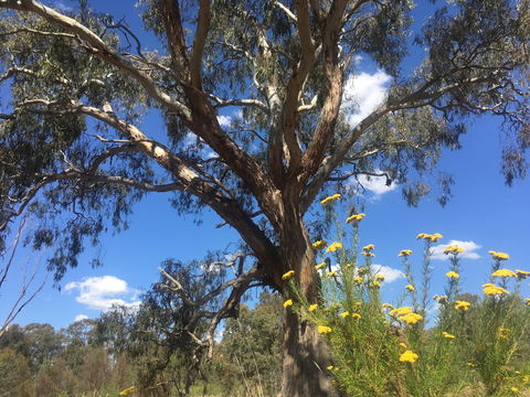 Euroa Arboretum - Tourism Cairns 0