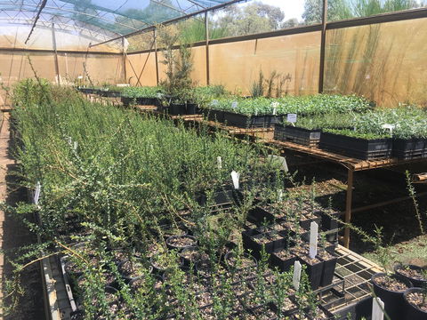 Euroa Arboretum - Tourism Cairns 1
