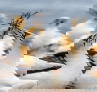 Gannets in Portland - Tourism Cairns