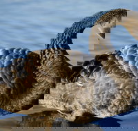 Lake Monger - Tourism Cairns