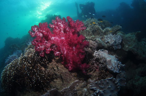 Luncheon Bay Dive Site - Tourism Cairns 0