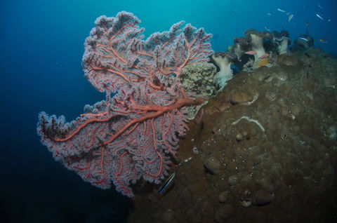 Luncheon Bay Dive Site - Tourism Cairns 1