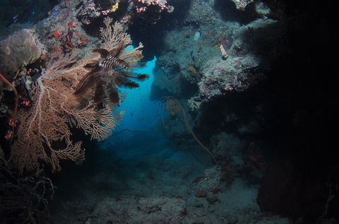 Luncheon Bay Dive Site - Tourism Cairns 2