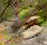 Mount Olive Trail - Tourism Cairns