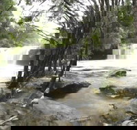 Nellies Glen Carrington Falls - Tourism Cairns