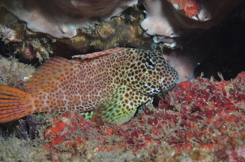 Nine Mile Reef Dive Site - Tourism Cairns 0