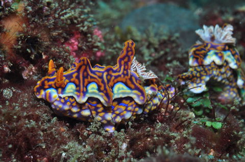 Nine Mile Reef Dive Site - Tourism Cairns 2