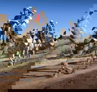 Quorn - Tourism Cairns