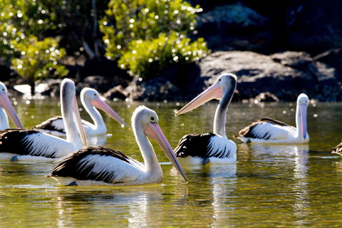 Snorkel Hat Head Creek - Tourism Cairns 2