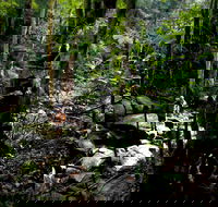 Strickland State Forest - Tourism Cairns