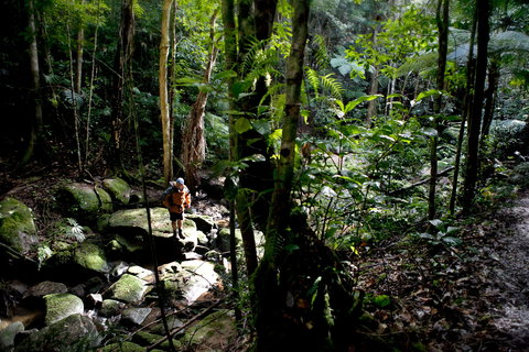 Strickland State Forest - Tourism Cairns 0