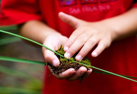 Strickland State Forest - Tourism Cairns 1