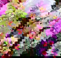 Tinonee Orchid Nursery - Tourism Cairns