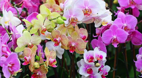 Tinonee Orchid Nursery - Tourism Cairns 0