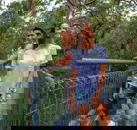 Valley of the Giants Tree Top Walk - Tourism Cairns