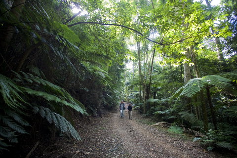 Booloumba Falls Walk, Conondale National Park - Tourism Cairns 2