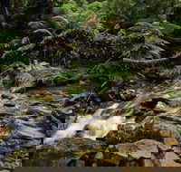 Budderoo National Park - Tourism Cairns