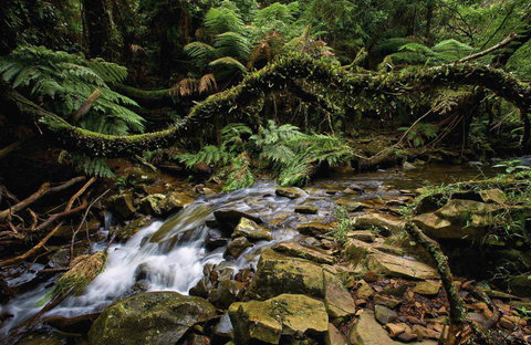 Budderoo National Park - Tourism Cairns 0