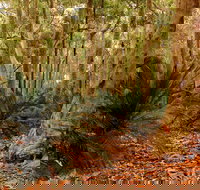 Burrawang Walking Track - Tourism Cairns