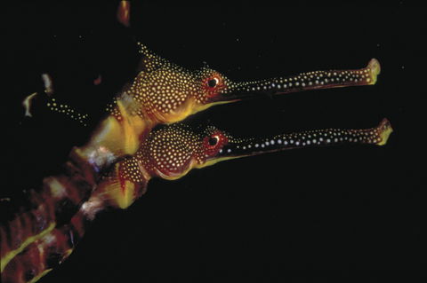 Eagle Rock Marine Sanctuary - Tourism Cairns 0