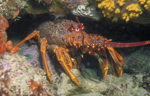 Eagle Rock Marine Sanctuary - Tourism Cairns 1