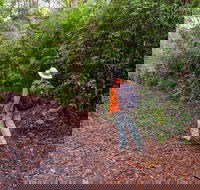 Gibraltar-Washpool World Heritage Walk - Tourism Cairns