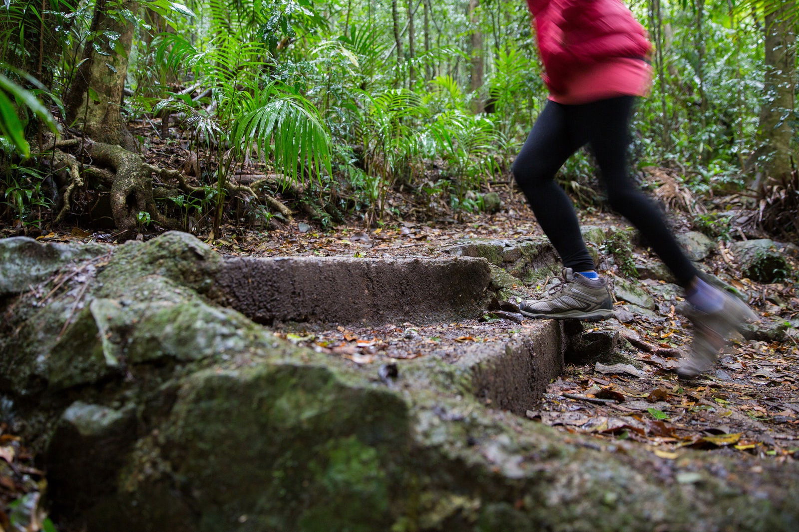 Mount Glorious QLD Tourism Cairns